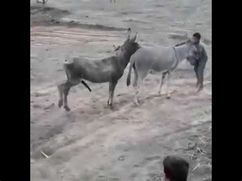 cojiendo con burros|Le saca orgasmo ala burra .